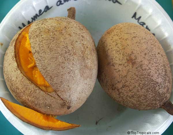 Giống[-]táo[-]Mỹ[-]có[-]hình[-]dáng[-]khá[-]giống[-]quả[-]hồng[-]xiêm[-]đang[-]được[-]ưa[-]chuộng